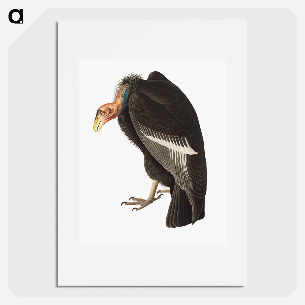 アートポスター-Californian Vulture
- ジョン ジェームス オーデュボン Poster.