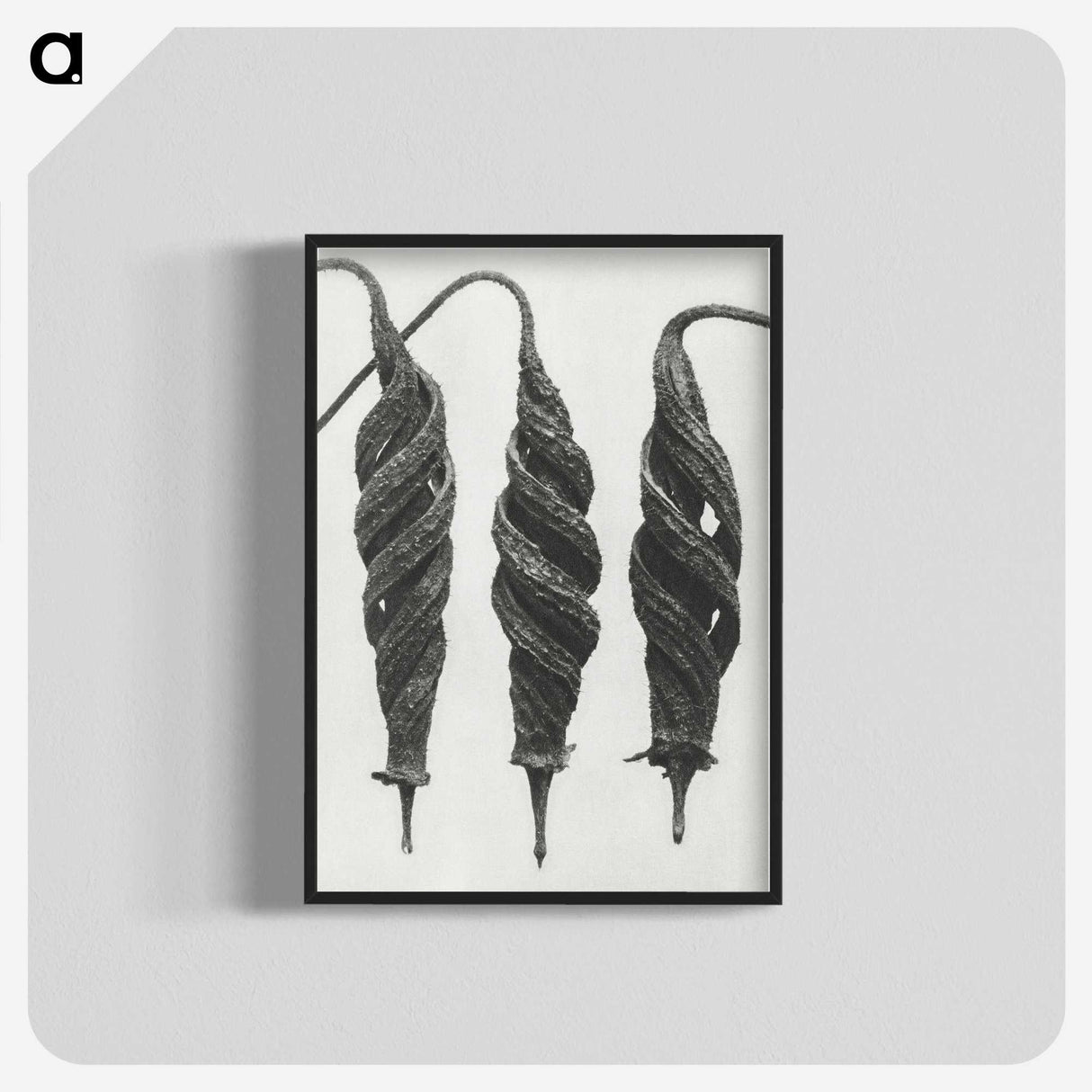 1-74_Karl-Blossfeldt_blk-crop