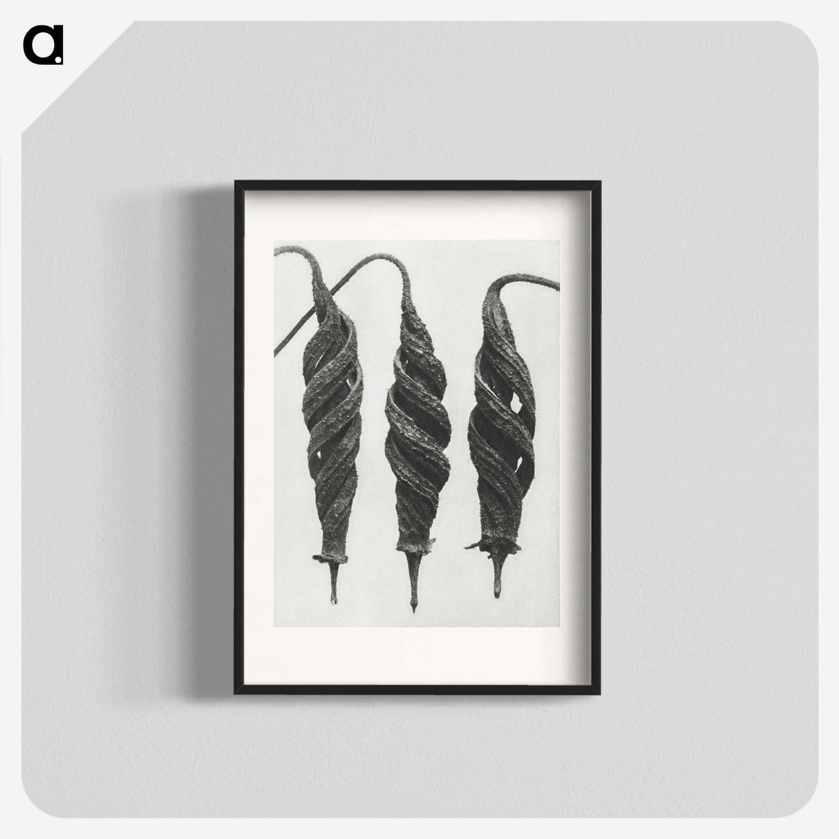 1-74_Karl-Blossfeldt_blk