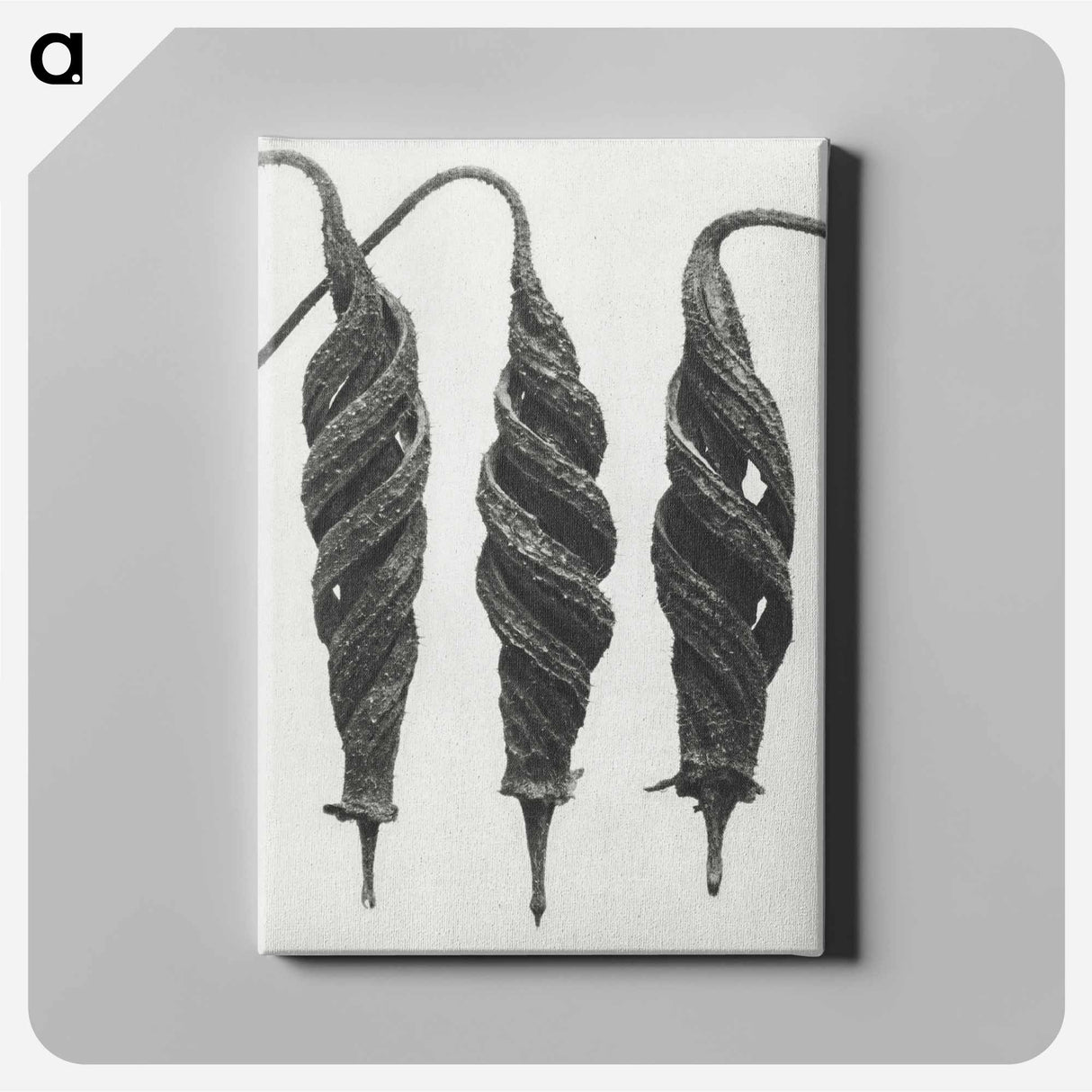 アートパネル-Cajophora Lateritia and Chili Nettle - カール ブロスフェルト Canvas.