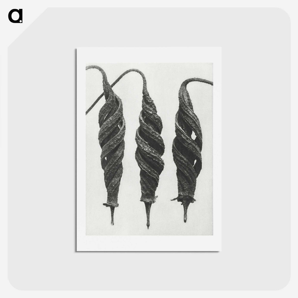 1-74_Karl-Blossfeldt_hagaki