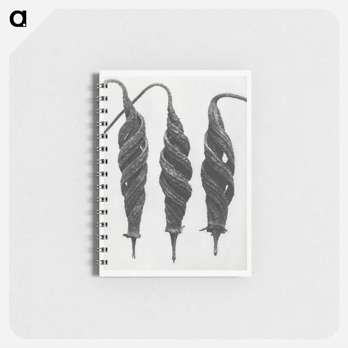 Cajophora Lateritia and Chili Nettle - カール ブロスフェルト Memo.