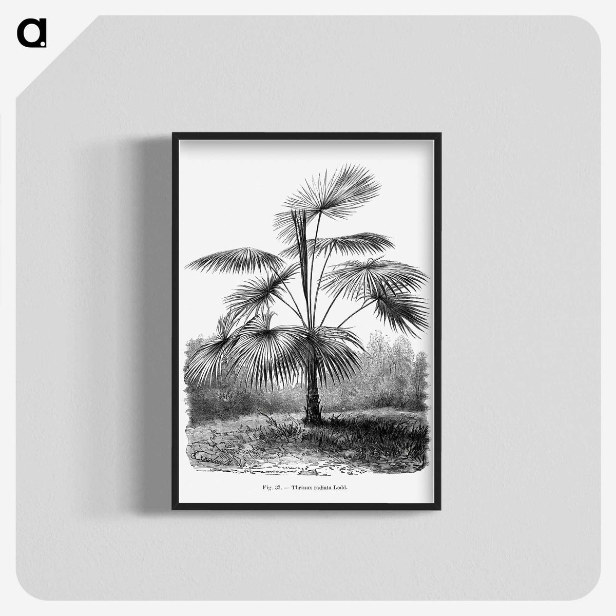 1-74_Les-Palmiers-Histoire-Iconographique_blk-crop