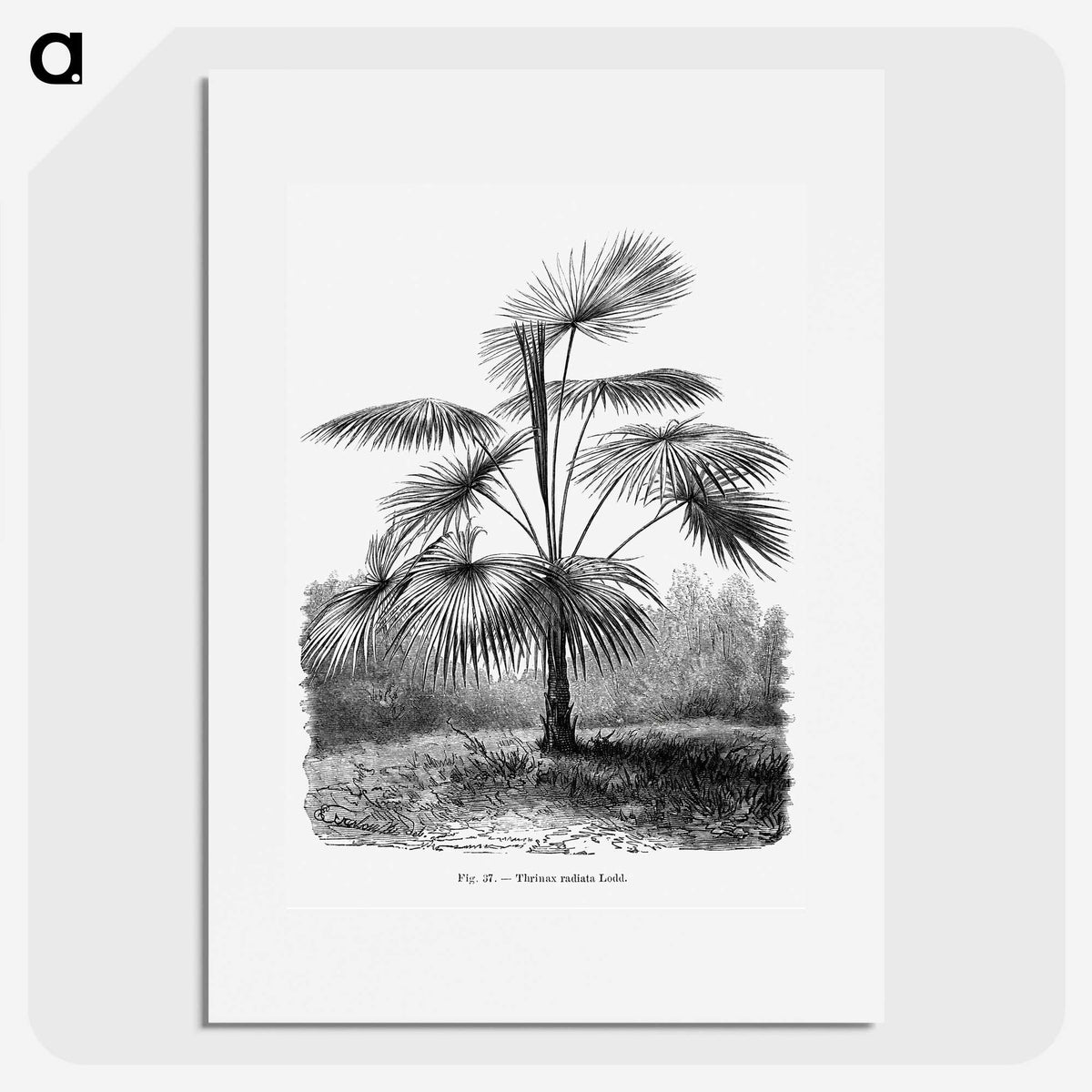 1-74_Les-Palmiers-Histoire-Iconographique_picture