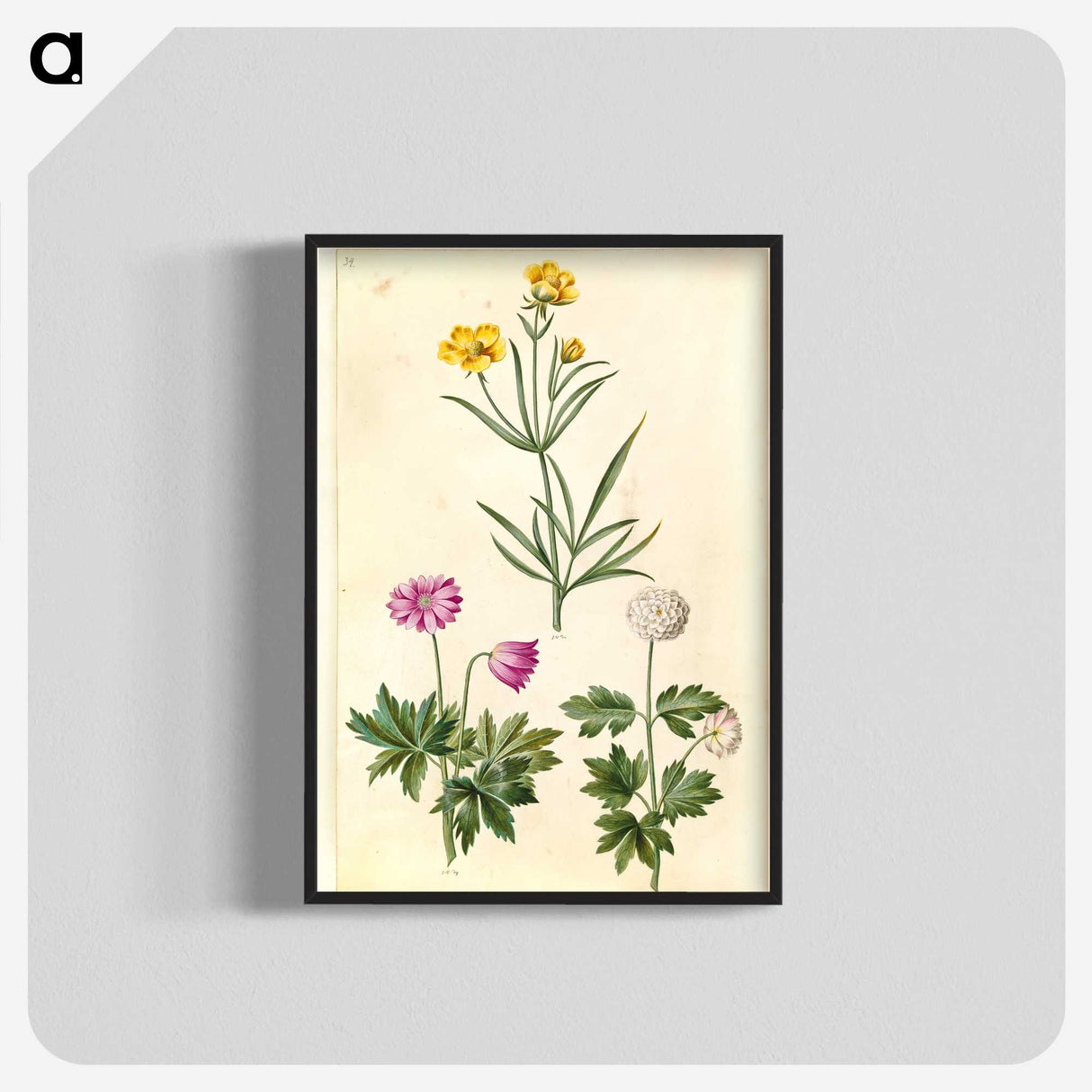 1-74_Maria-Sibylla-Merian_blk-crop
