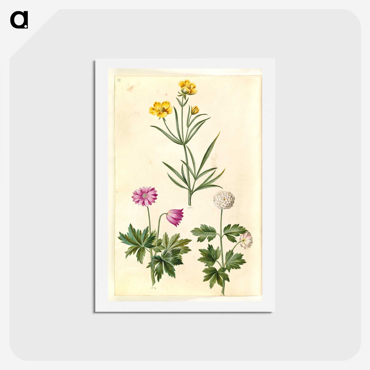 1-74_Maria-Sibylla-Merian_hagaki