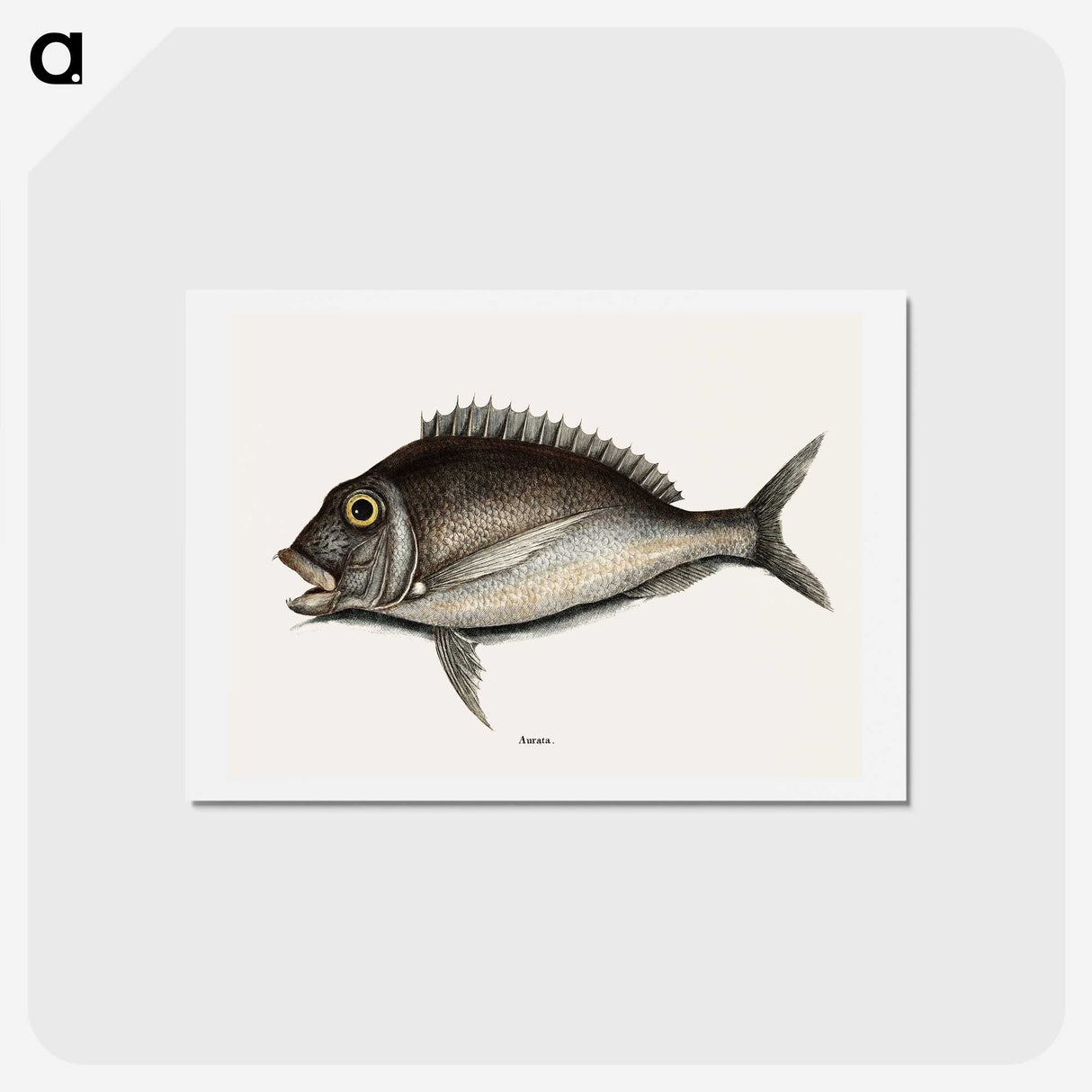 1-74_Mark-Catesby_hagaki