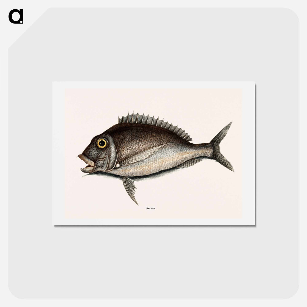アートポストカード-Porgy
- マーク ケイツビー Postcard.