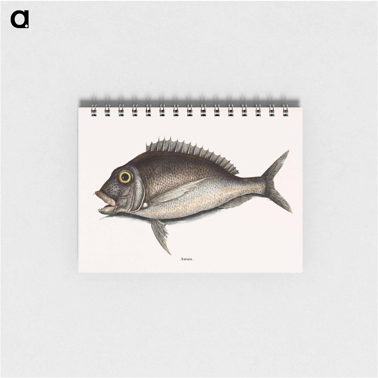 アートメモ帳-Porgy
- マーク ケイツビー Memo.