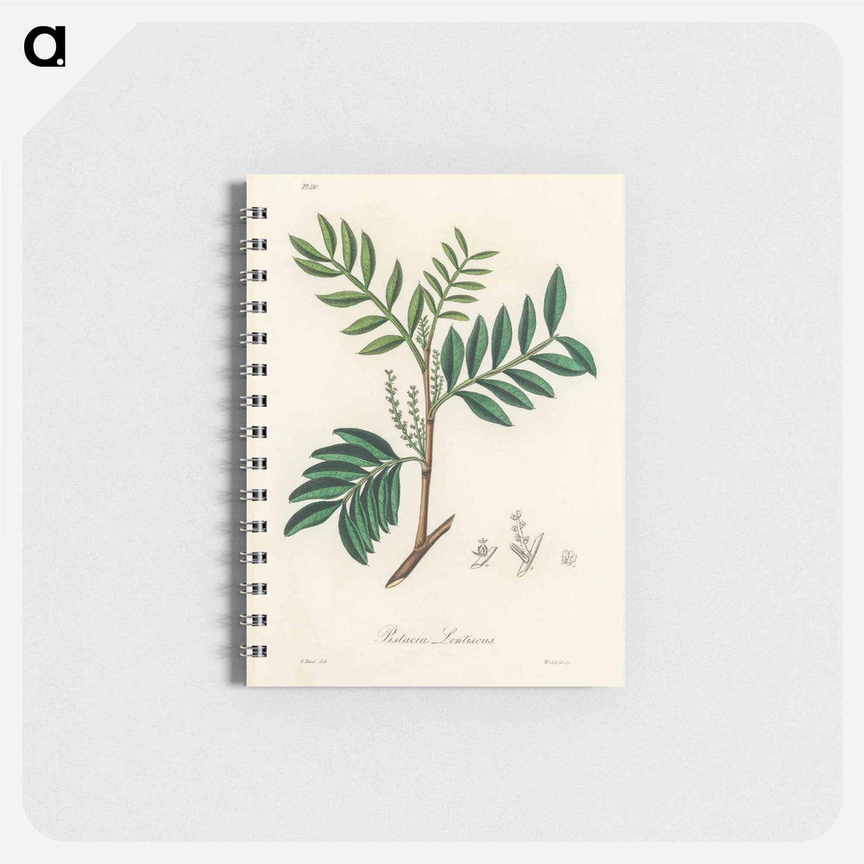 アートメモ帳-Lentisk Illustration
- 薬用植物学 Memo.