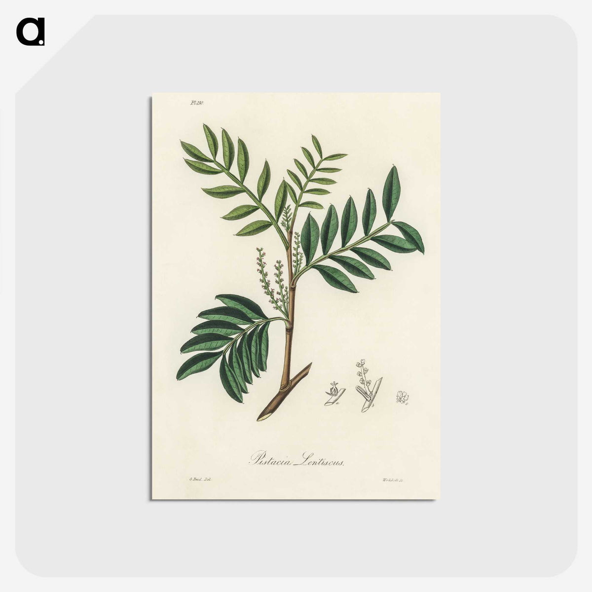 1-74_Medical-Botany_postcard