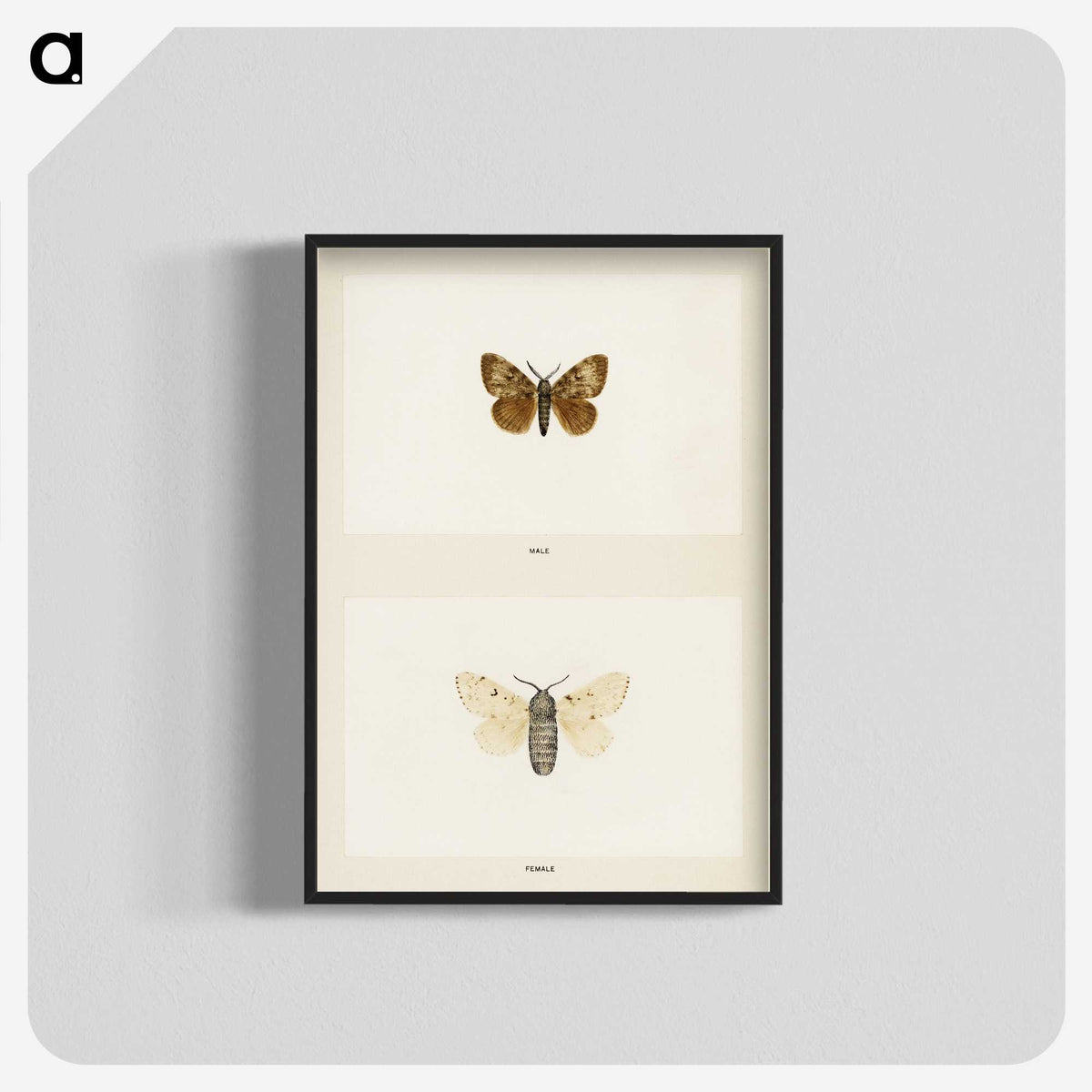 1-74_Moths-and-Butterflies-of-the-United-States_blk-crop