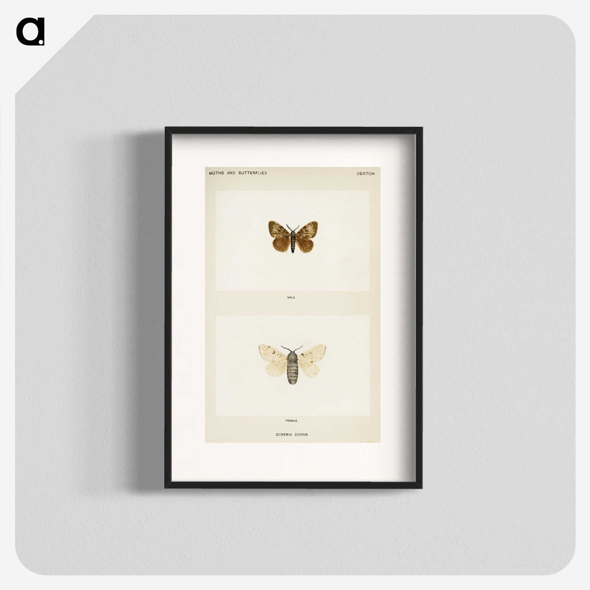 1-74_Moths-and-Butterflies-of-the-United-States_blk