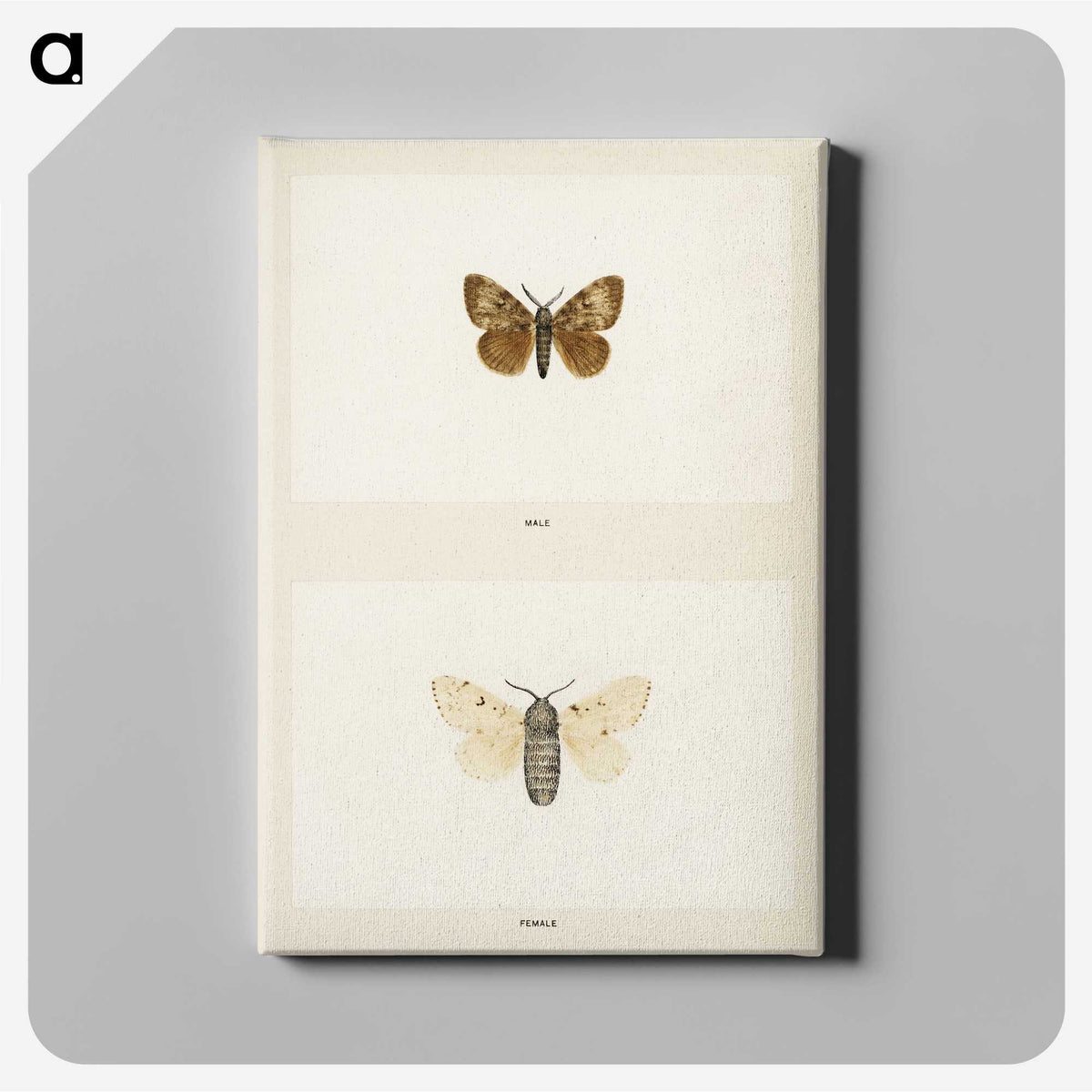 1-74_Moths-and-Butterflies-of-the-United-States_canvas