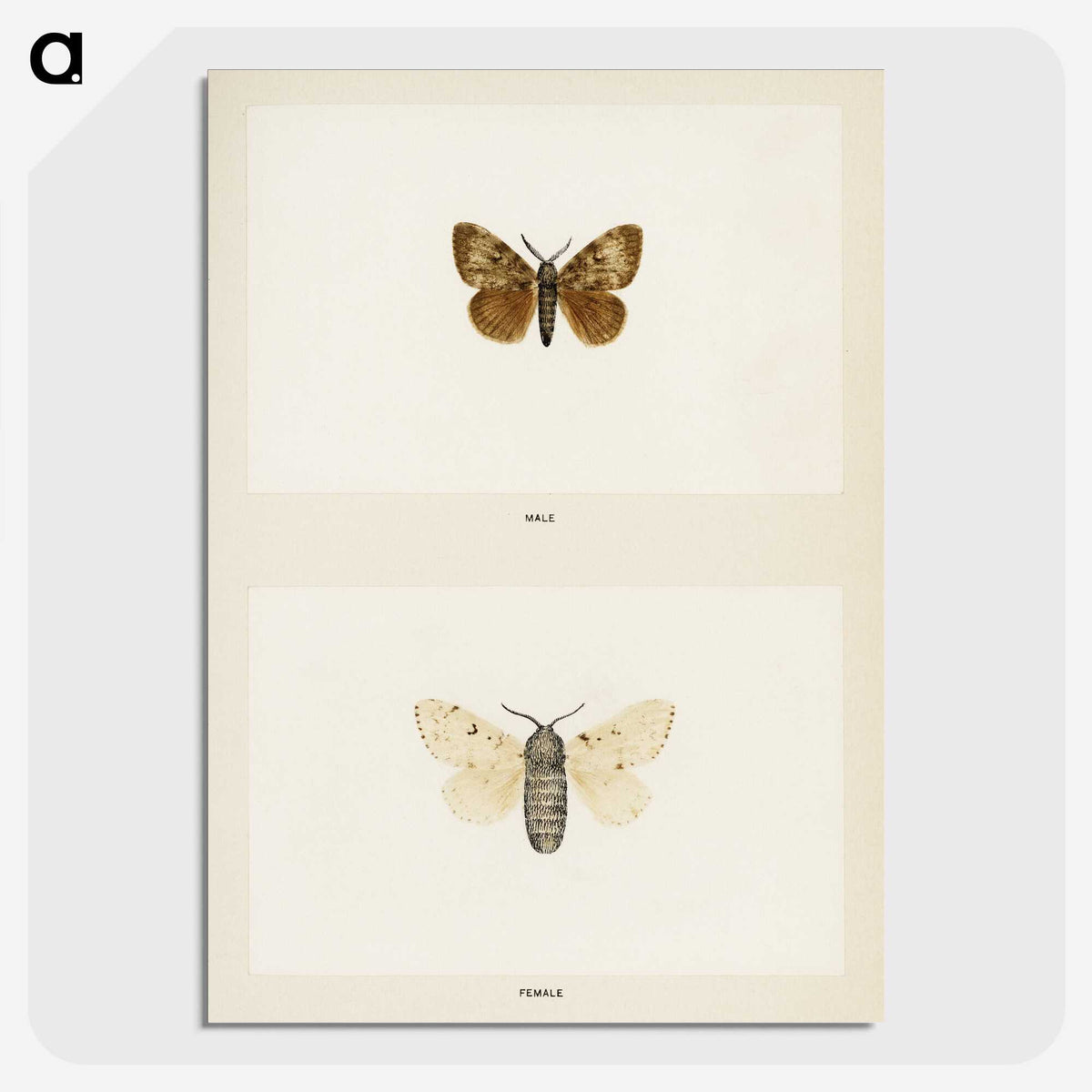 1-74_Moths-and-Butterflies-of-the-United-States_picture-crop