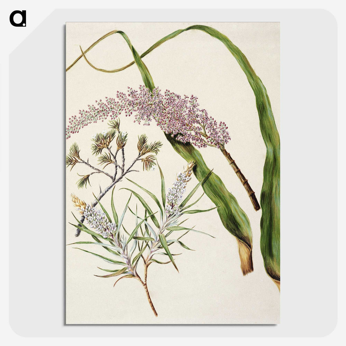 1-74_Native-Flowering-Plants-of-New-Zealand_picture-crop