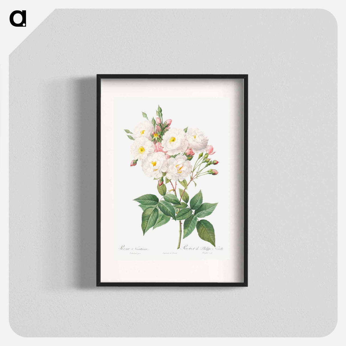 Rosa × noisettiana - Pierre Joseph Redouté Poster.