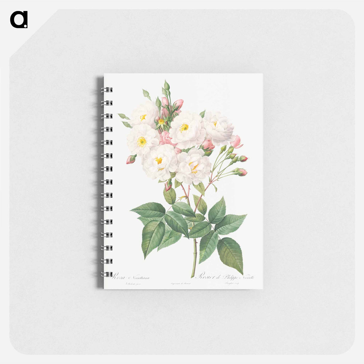 Rosa × noisettiana - ピエール ジョゼフ ルドゥーテ Memo.