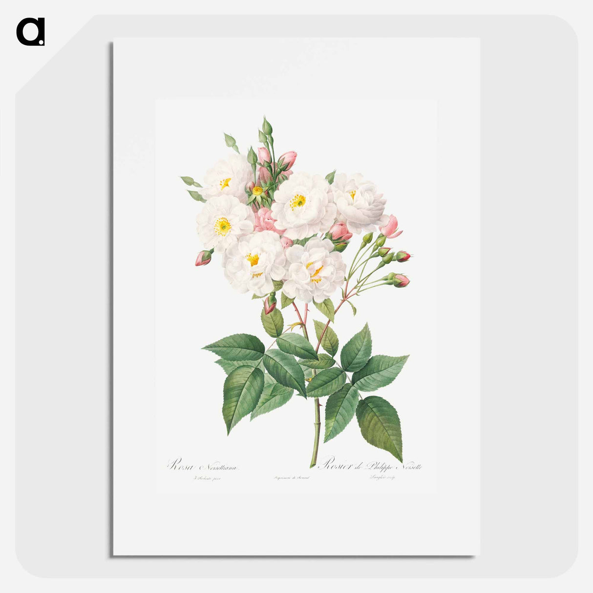 Rosa × noisettiana - Pierre Joseph Redouté Poster.