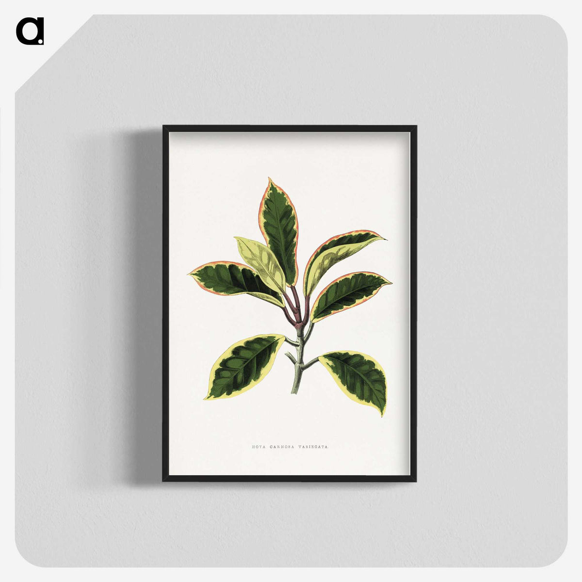 1-74_Plants-with-Colored-Foliage_blk-crop