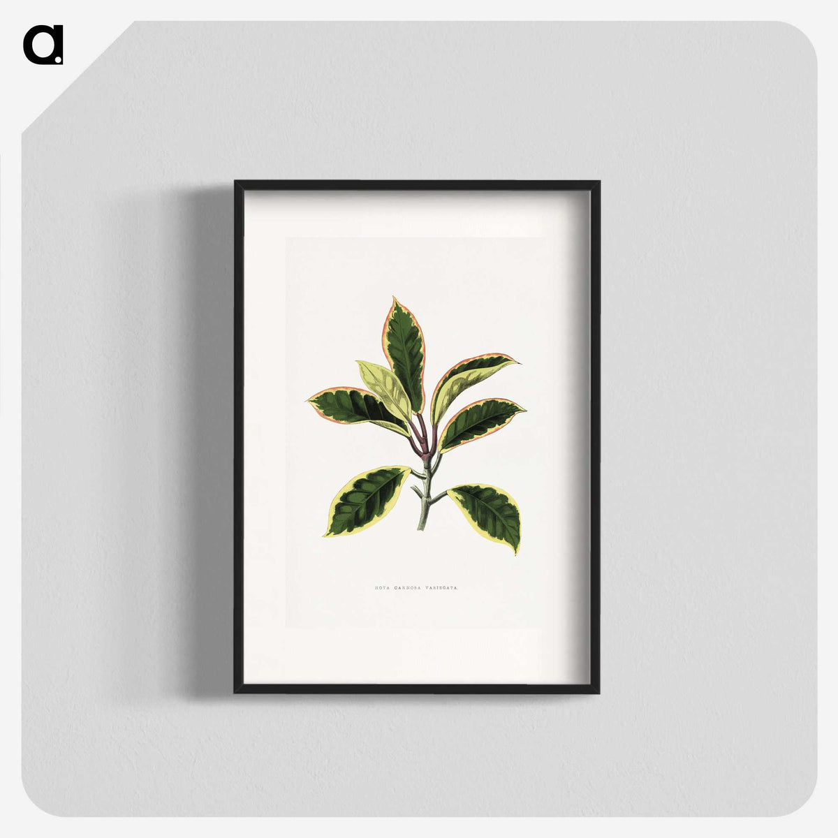 1-74_Plants-with-Colored-Foliage_blk