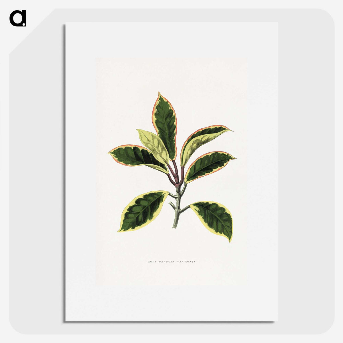 1-74_Plants-with-Colored-Foliage_picture