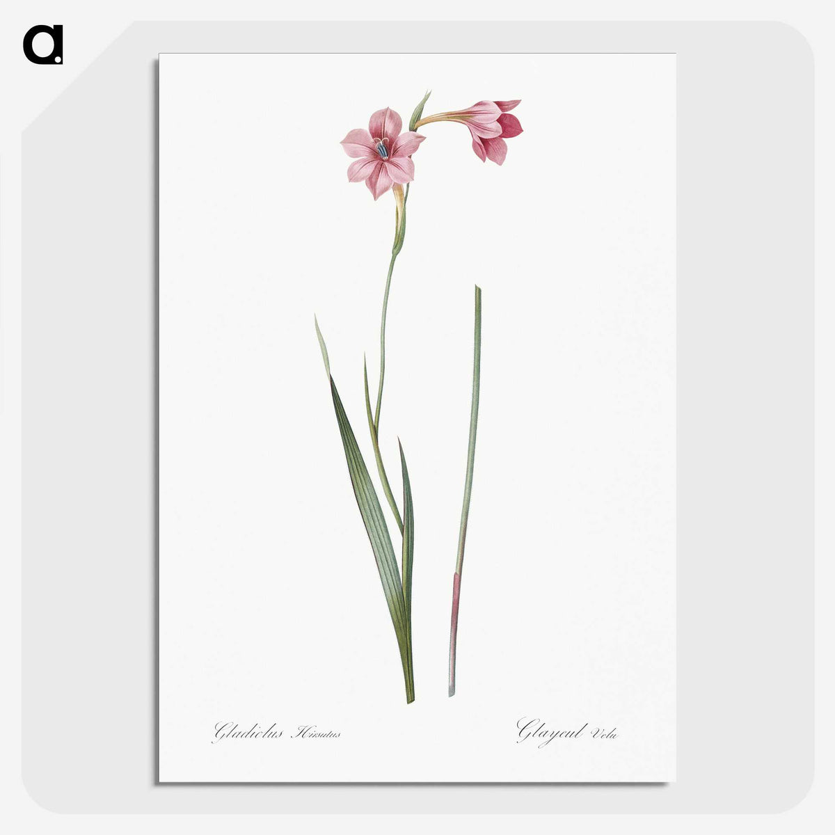 1-74_The-Lilies_picture-crop