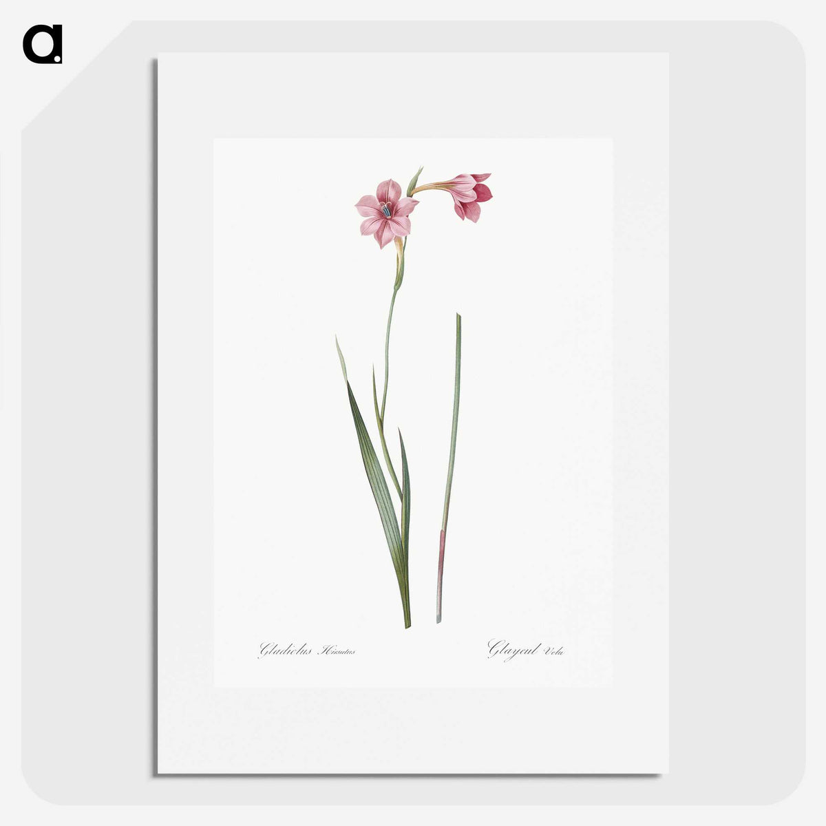 1-74_The-Lilies_picture