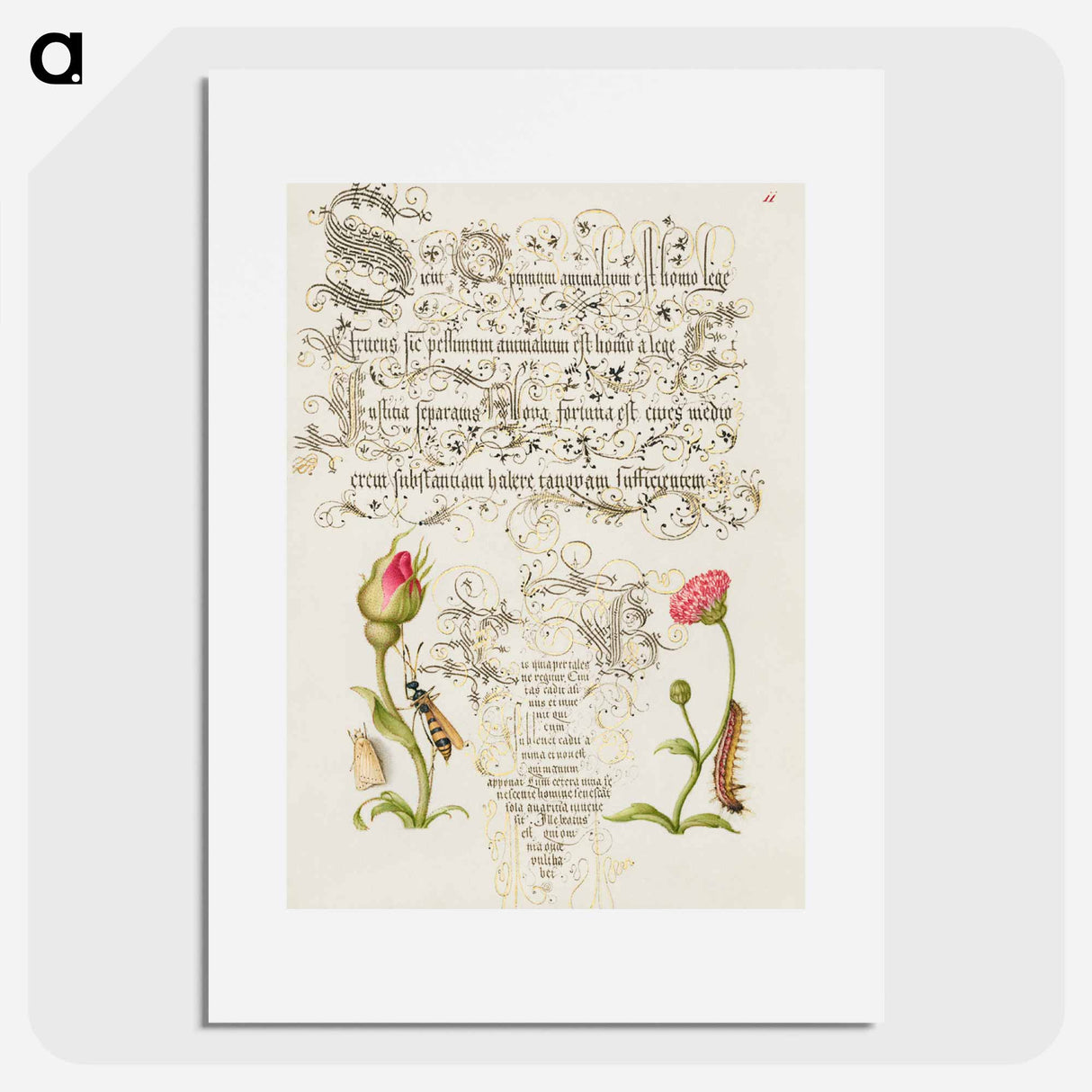 アートポスター-Wainscot, French Rose, Wasplike Insect, English Daisy, and Caterpillar
- 書道のお手本 Poster.