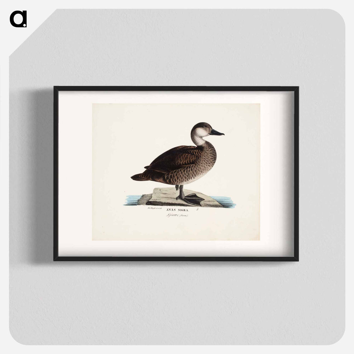 アートポスター-Black scoter, female, Wilhelm von Wright - ヴィルヘルム フォン ライト Poster.