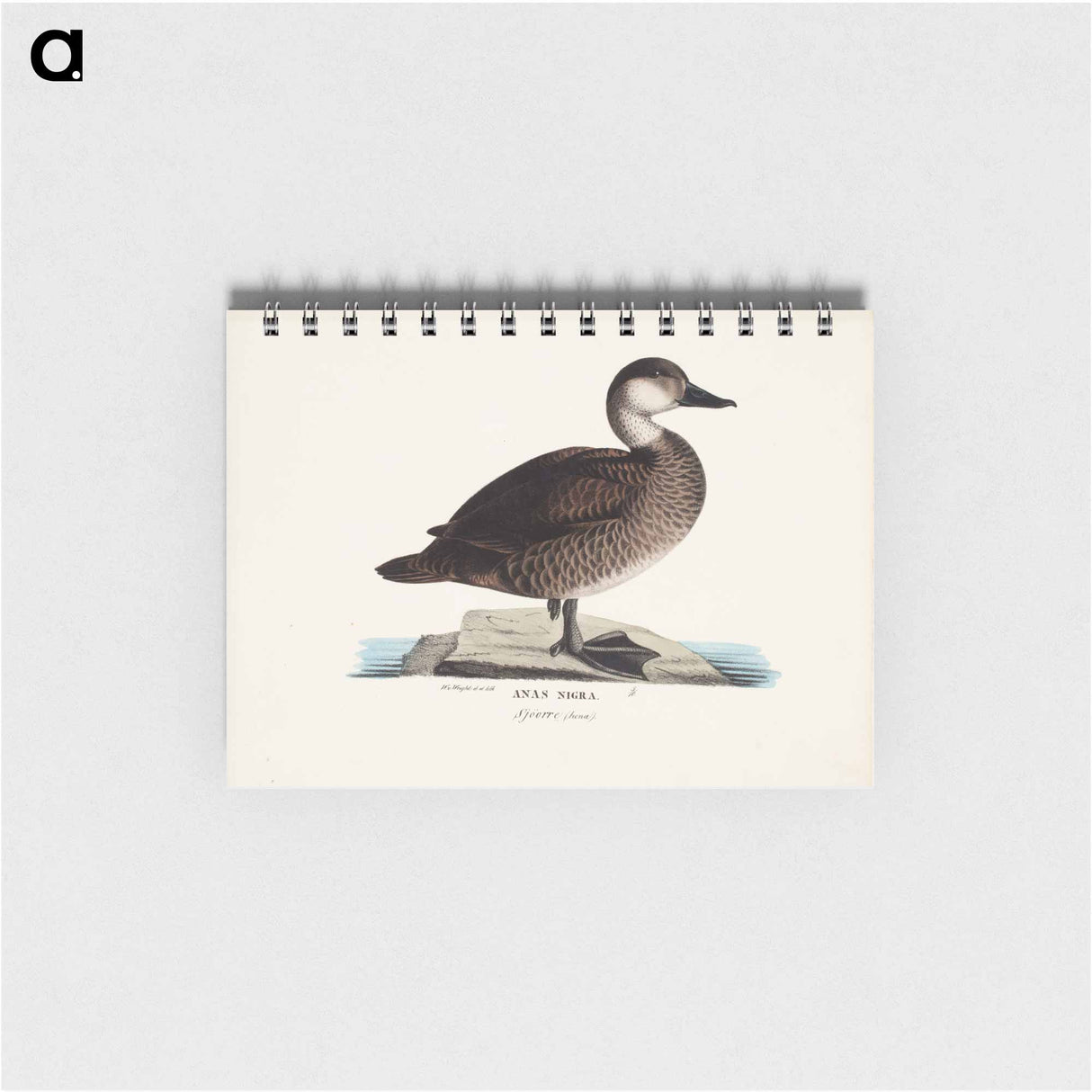 アートメモ帳-Black scoter, female, Wilhelm von Wright - ヴィルヘルム フォン ライト Memo.