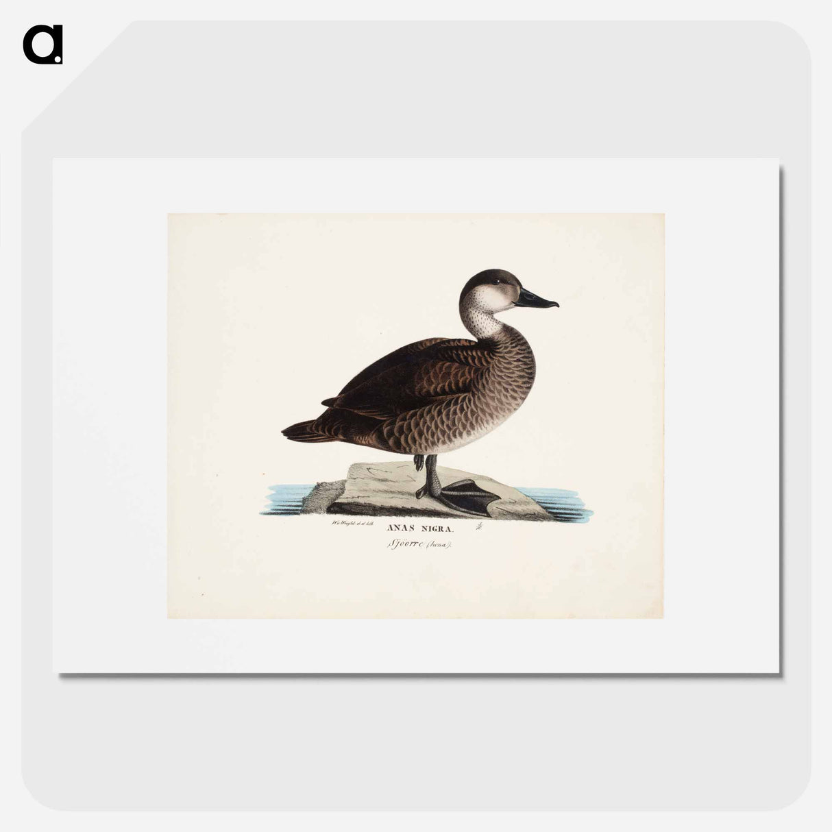 アートポスター-Black scoter, female, Wilhelm von Wright - ヴィルヘルム フォン ライト Poster.