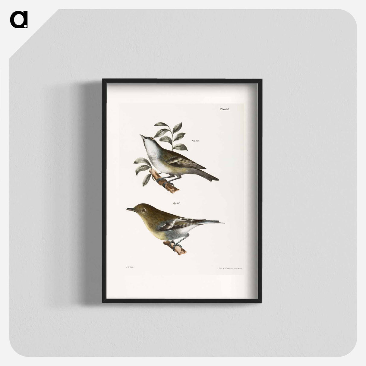 The Solitary Greenlet (Vireo solitarius) The Yellow-throated Greenlet (Vireo flavifrons) - ニューヨークの動物学 Poster.