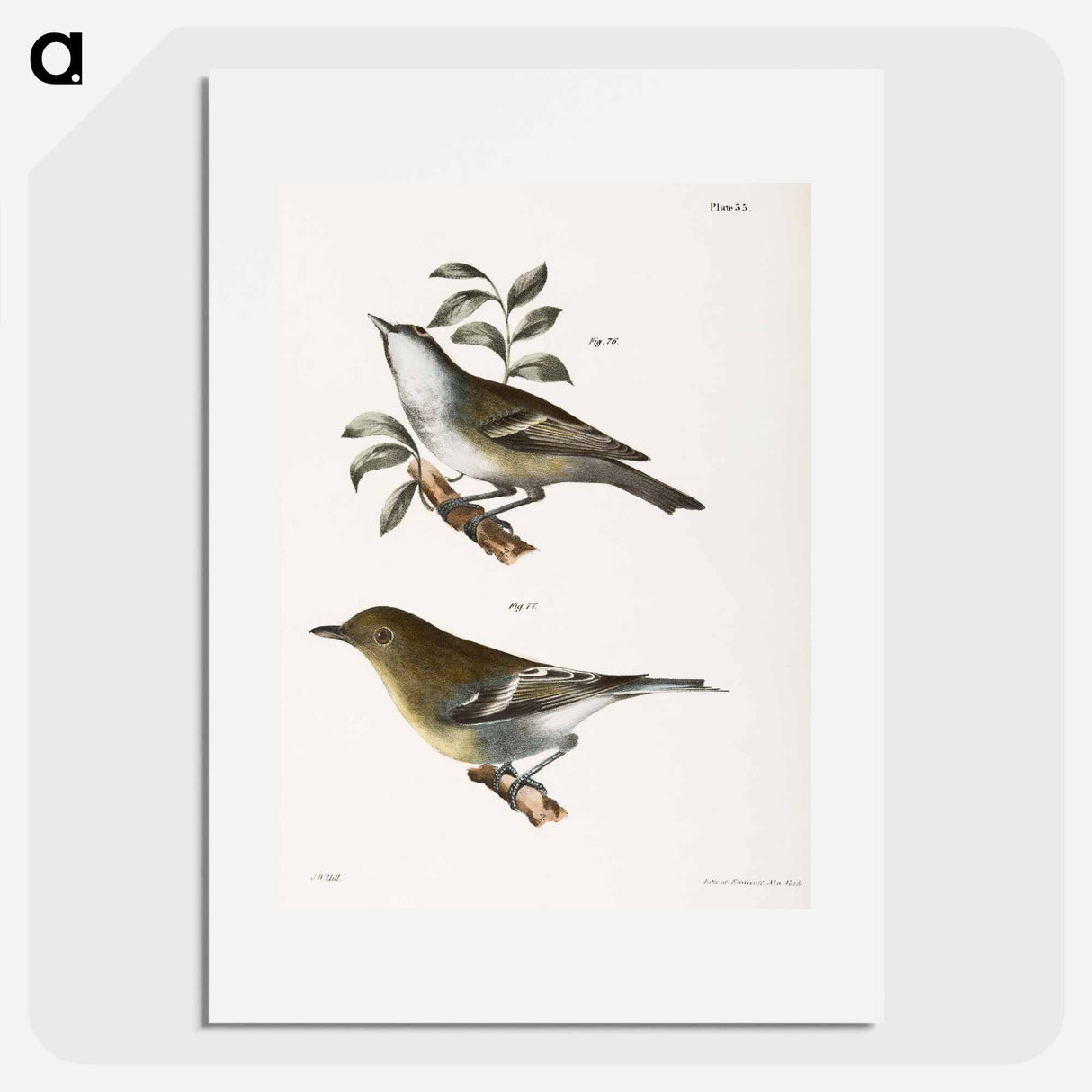 The Solitary Greenlet (Vireo solitarius) The Yellow-throated Greenlet (Vireo flavifrons) - ニューヨークの動物学 Poster.