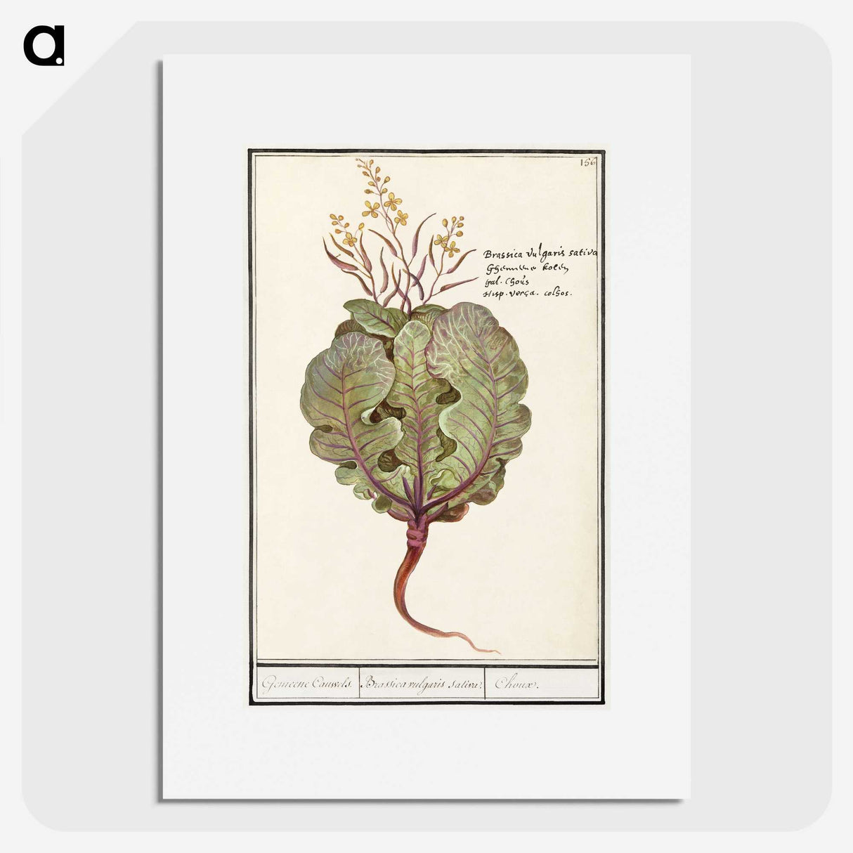 1-75_Anselmus-Boetius-de-Boodt_picture