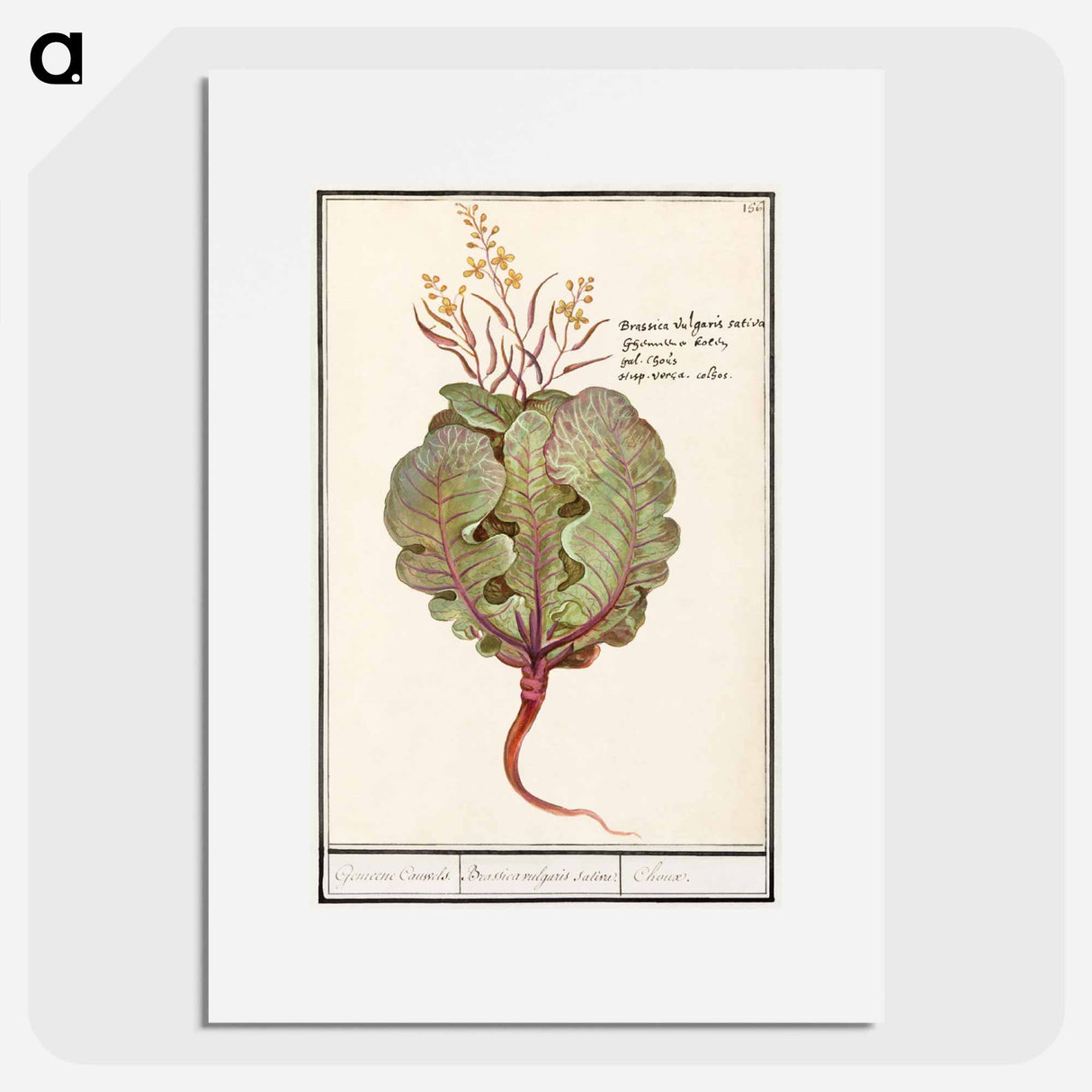 アートポスター-Cabbage - アンセルムス ボエティウス デ ブート Poster.