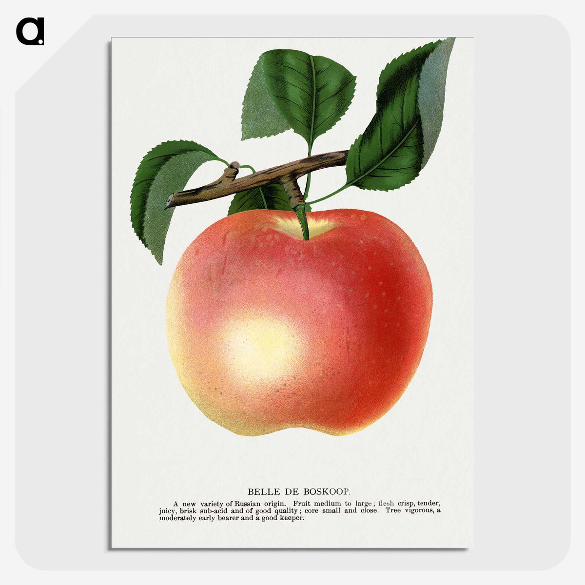 1-75_Botanical-Specimen-Plates_picture-crop