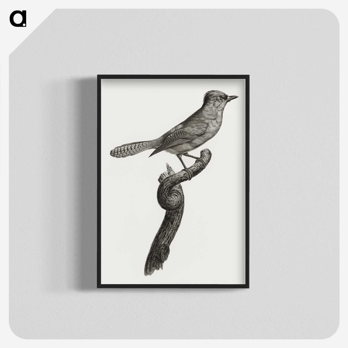 1-75_Des-Oiseaux-de-Paradis_blk-crop