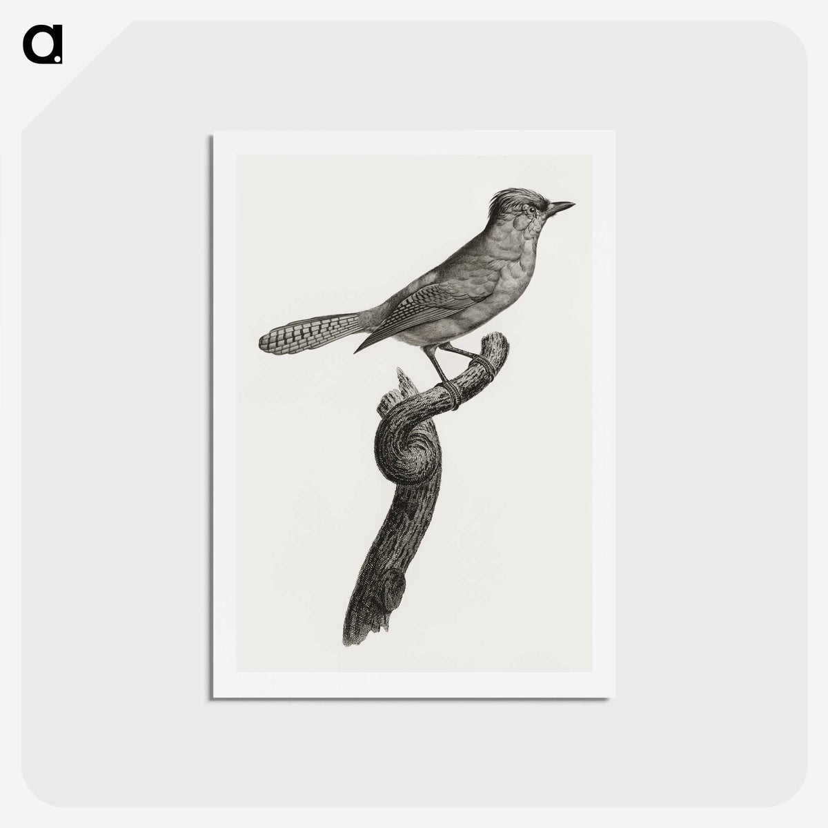 1-75_Des-Oiseaux-de-Paradis_hagaki