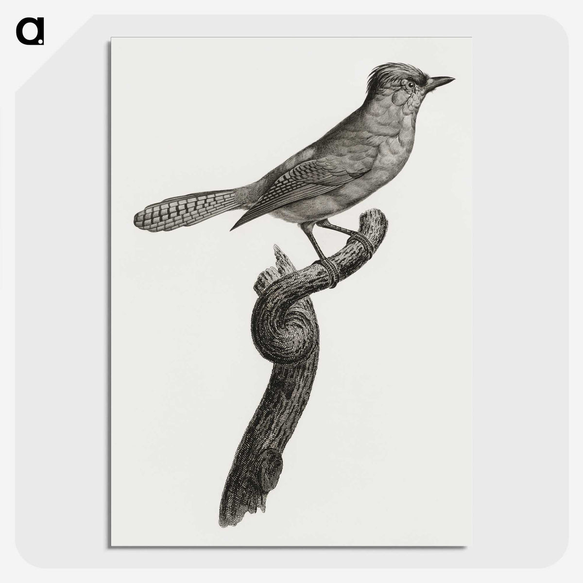1-75_Des-Oiseaux-de-Paradis_picture-crop
