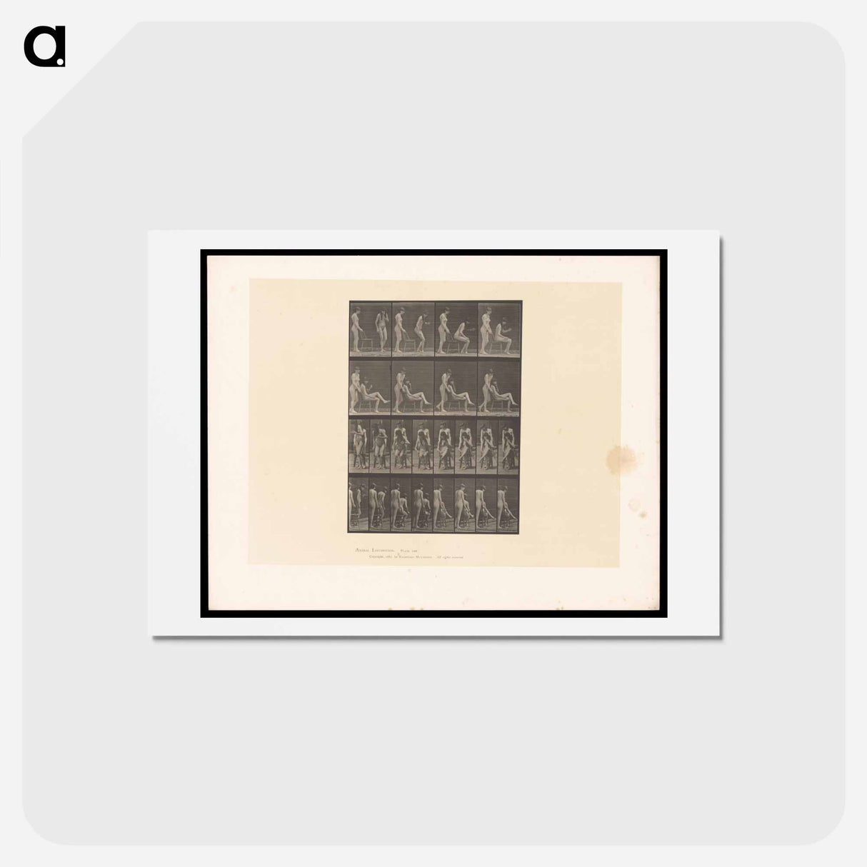 アートポストカード-Naked Women in Repose
- エドワード マイブリッジ Postcard.