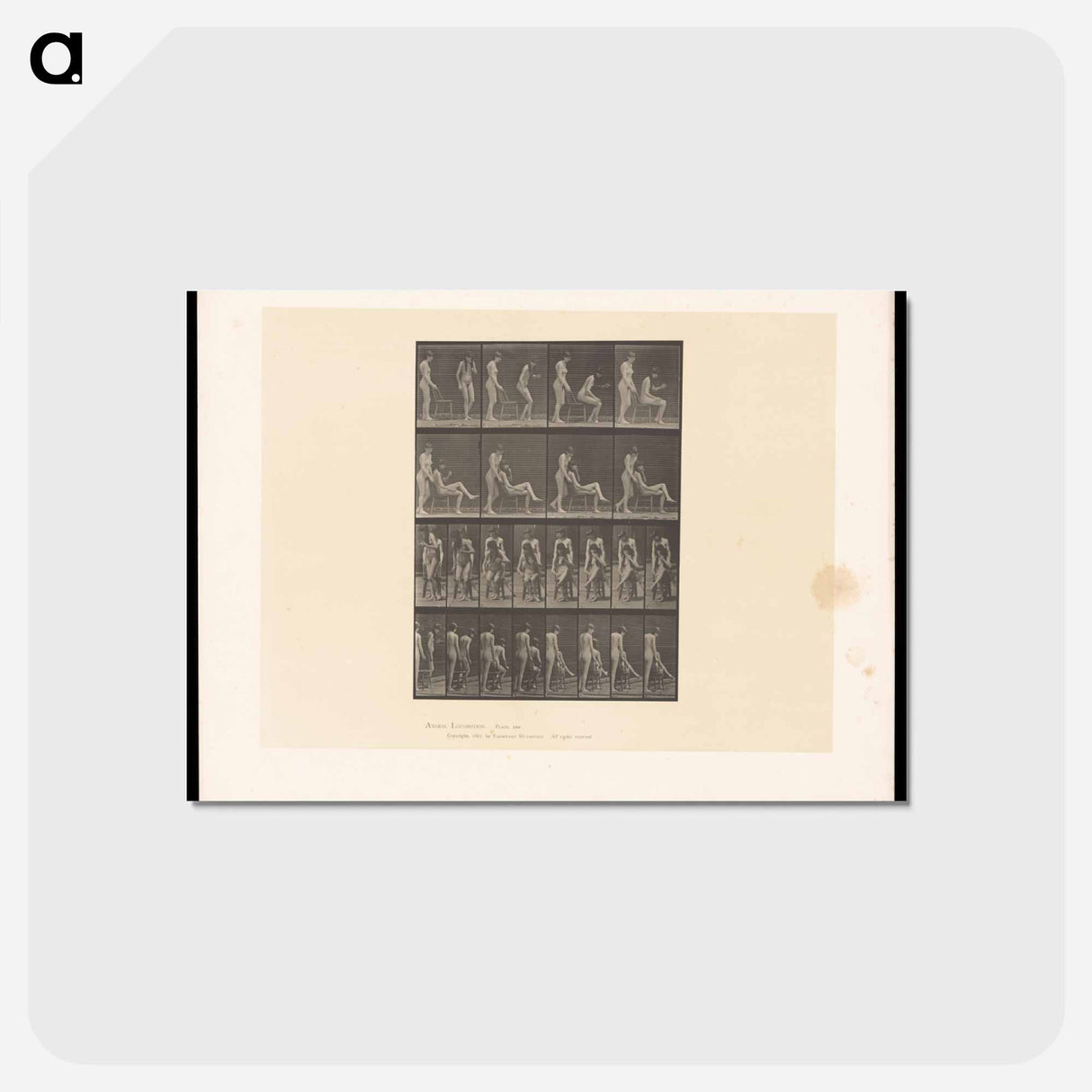 アートポストカード-Naked Women in Repose
- エドワード マイブリッジ Postcard.