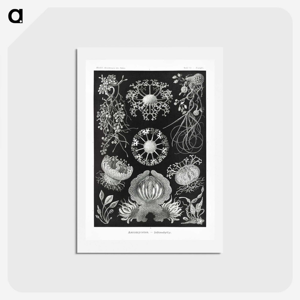 1-75_Ernst-Haeckel_hagaki