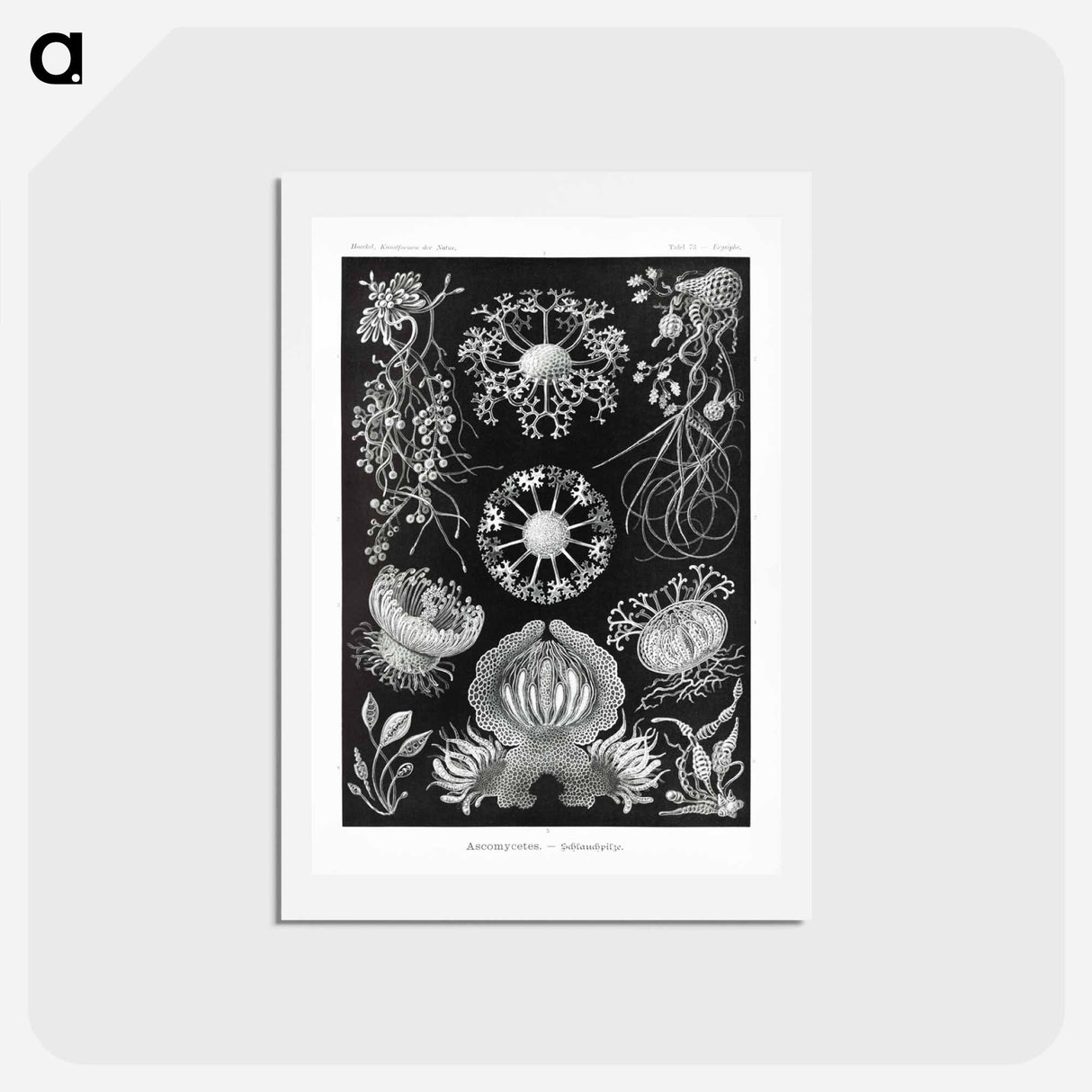 アートポストカード-Ascomycetes–Schlauchpilze - エルンスト ヘッケル Postcard.