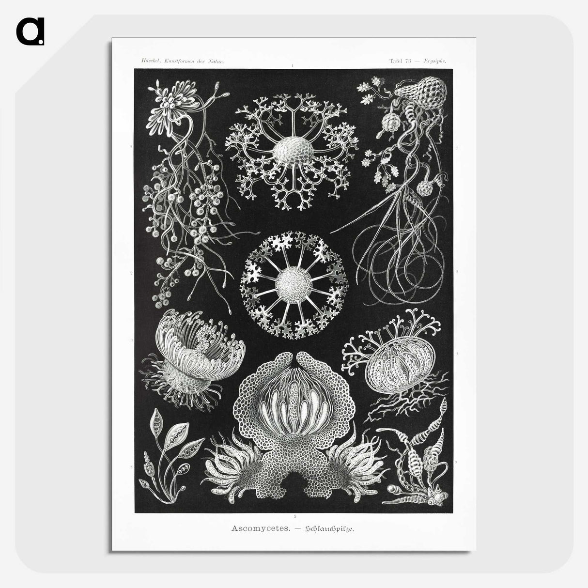 1-75_Ernst-Haeckel_picture-crop