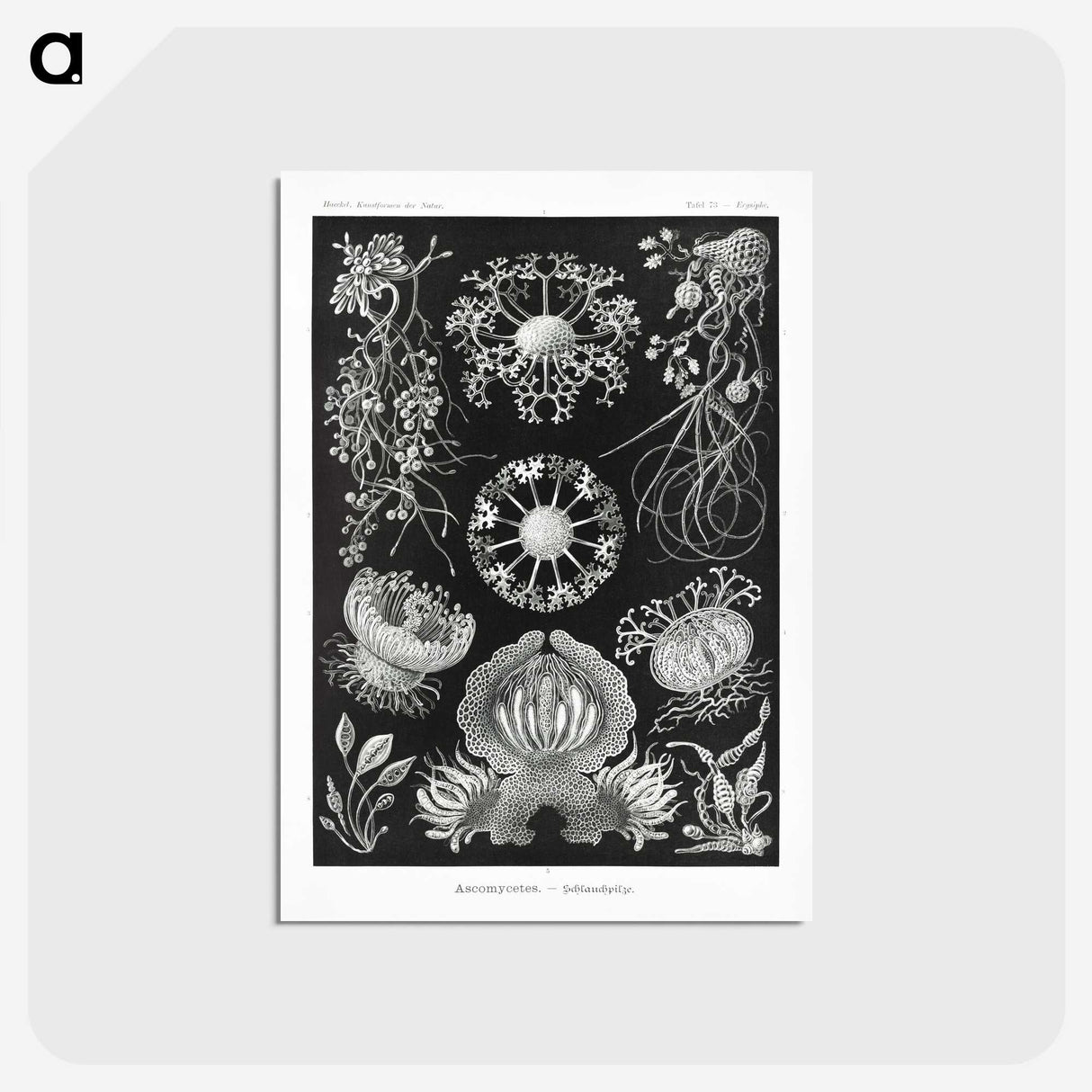 1-75_Ernst-Haeckel_postcard