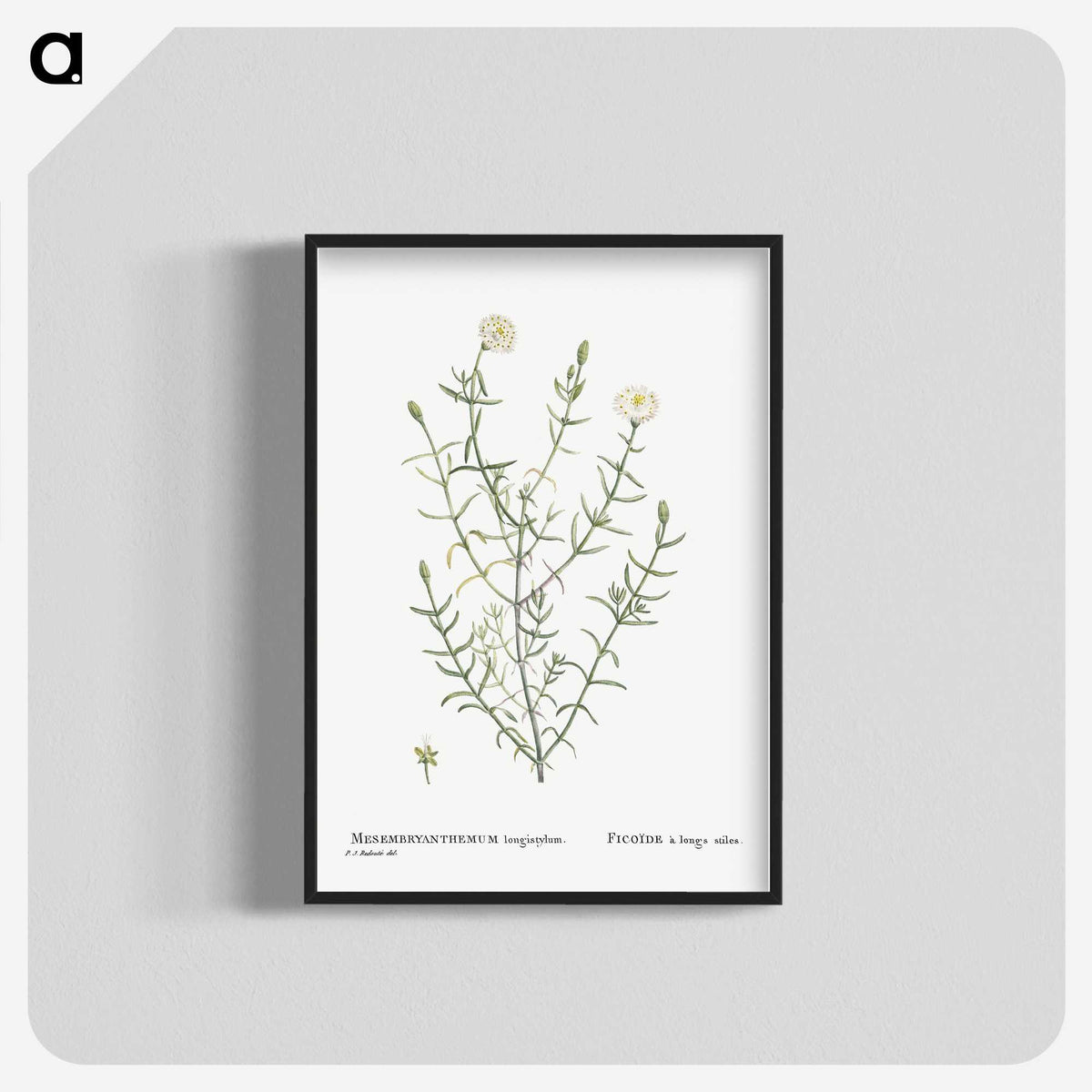 1-75_Histoire-des-Plantes-Grasses_blk-crop