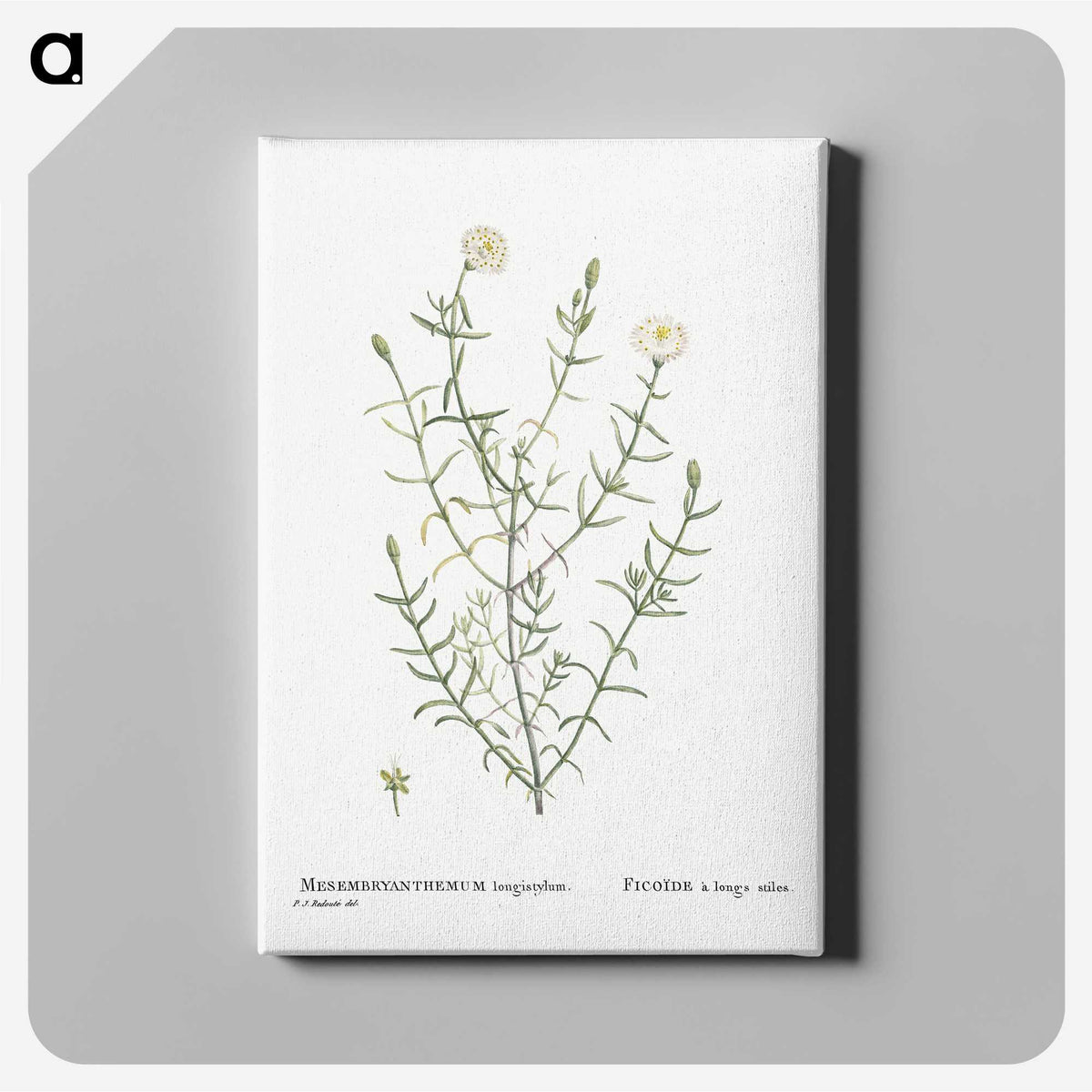 1-75_Histoire-des-Plantes-Grasses_canvas