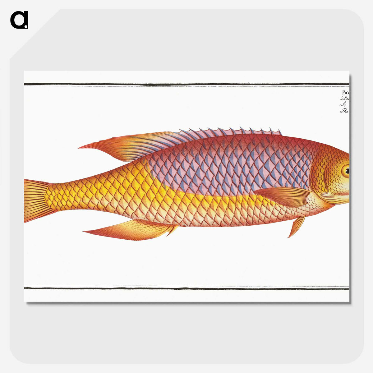 1-75_Ichtyologie-ou-Histoire-naturelle_picture-crop