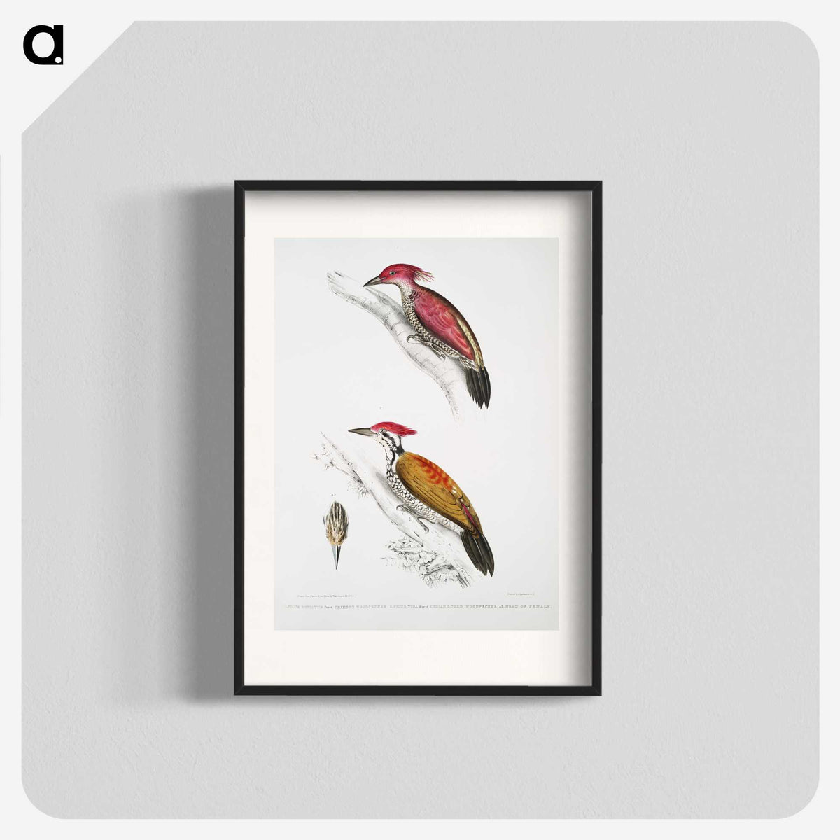 1-75_Indian-Zoology_blk
